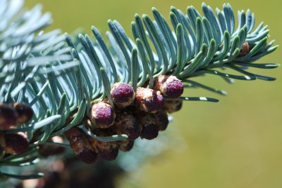 Abies procera 'Argentea'- jedle vznešená'Argentea' - jarní větévka